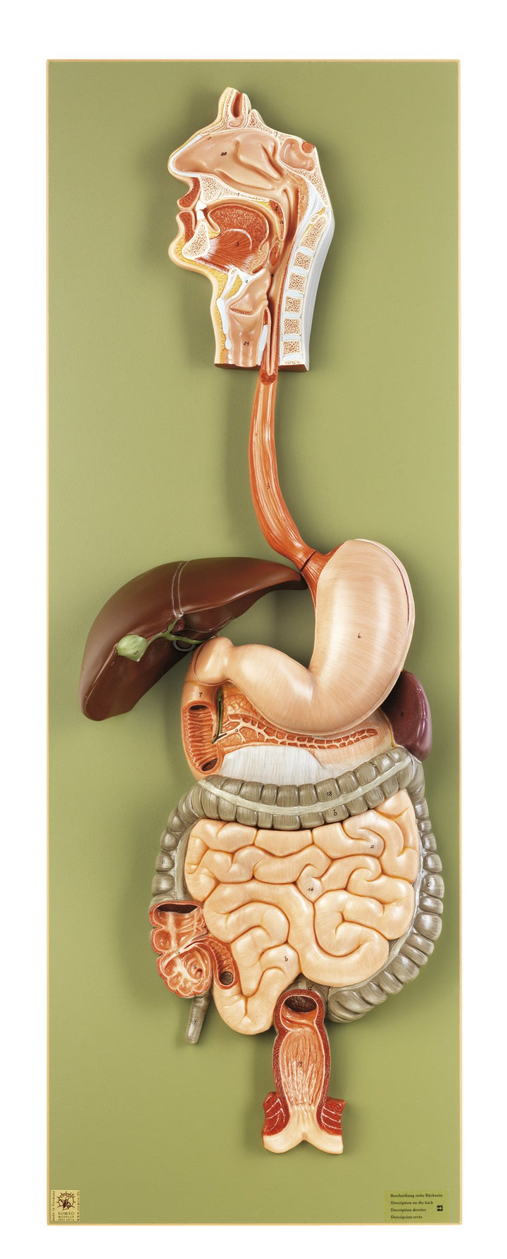 SOMSO Digestive Tract (not ill.)