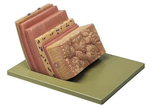 Somso Stomach Wall JS 6