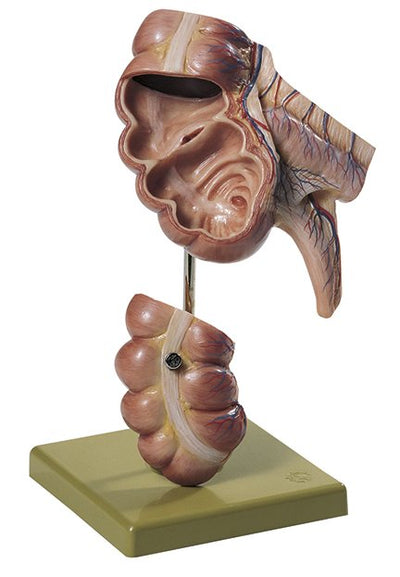 Digestive Organ Models
