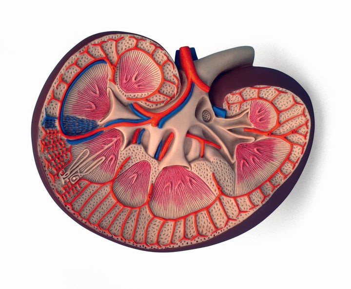 3B Basic Kidney Section 3 times full-size