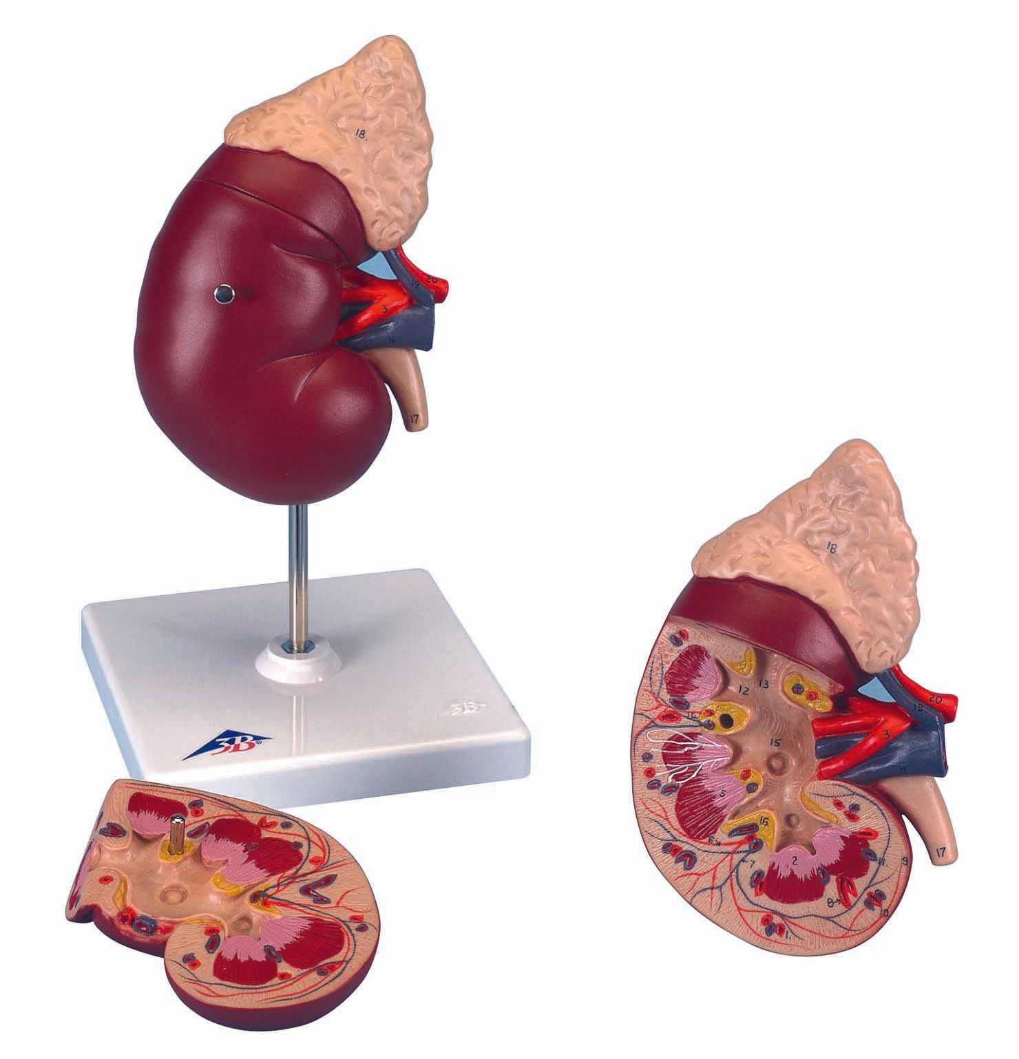 3B Kidney w/ Adrenal Gland 2-part