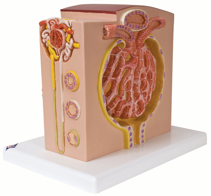 3B 3B MICROanatomyÃ¢â€žÂ¢ Kidney