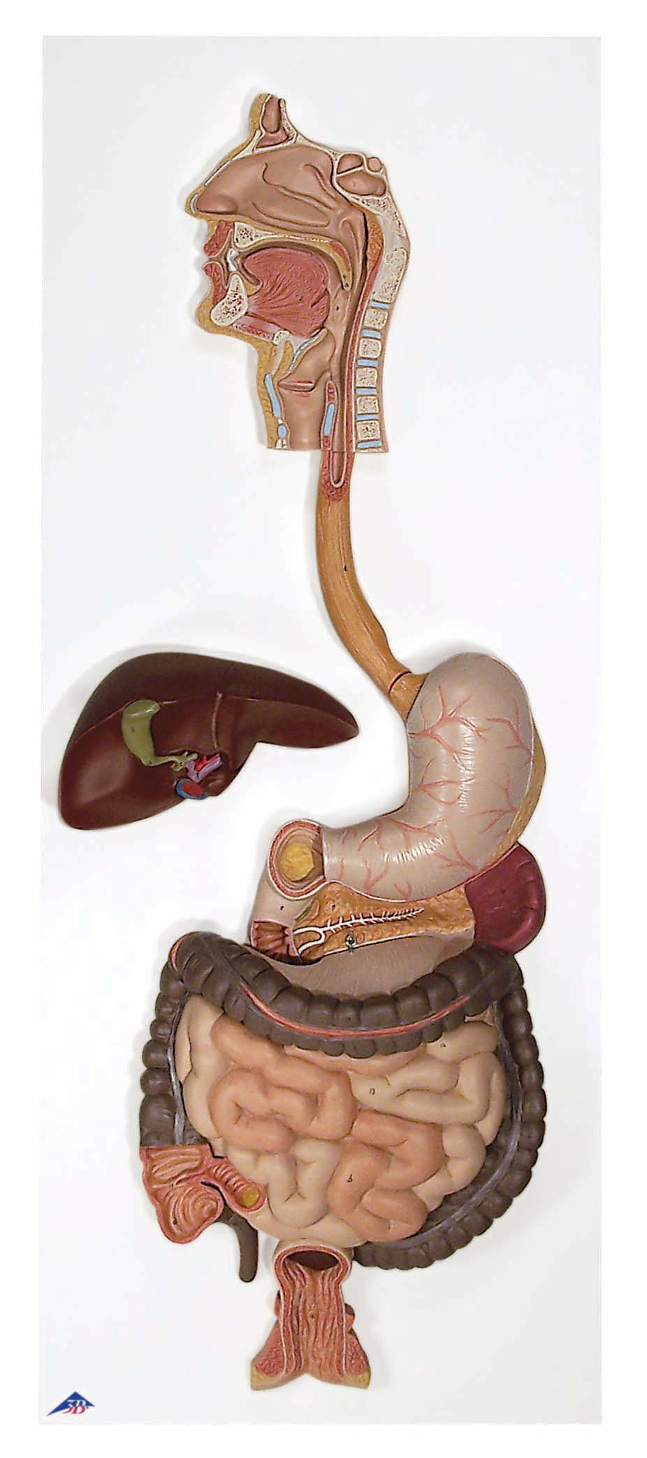 3B Digestive System 3-part