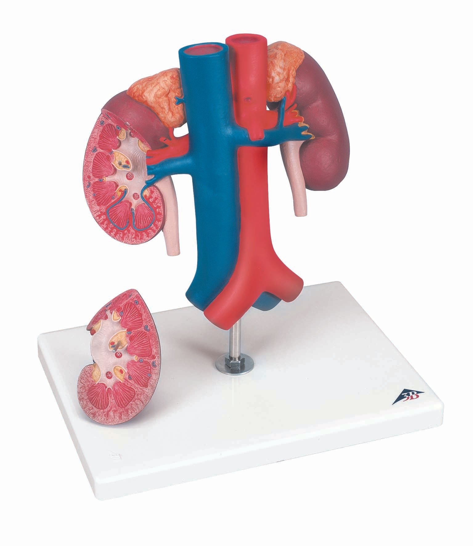 3B Kidneys w/ vessels 2-part