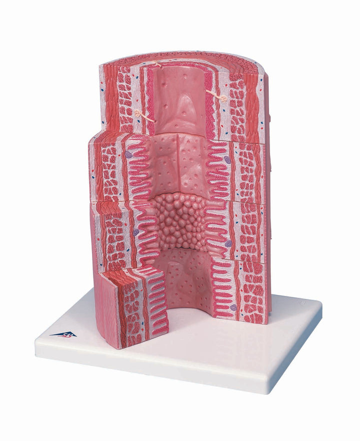 3B 3B MICROanatomyÃ¢â€žÂ¢ Digestive Tract