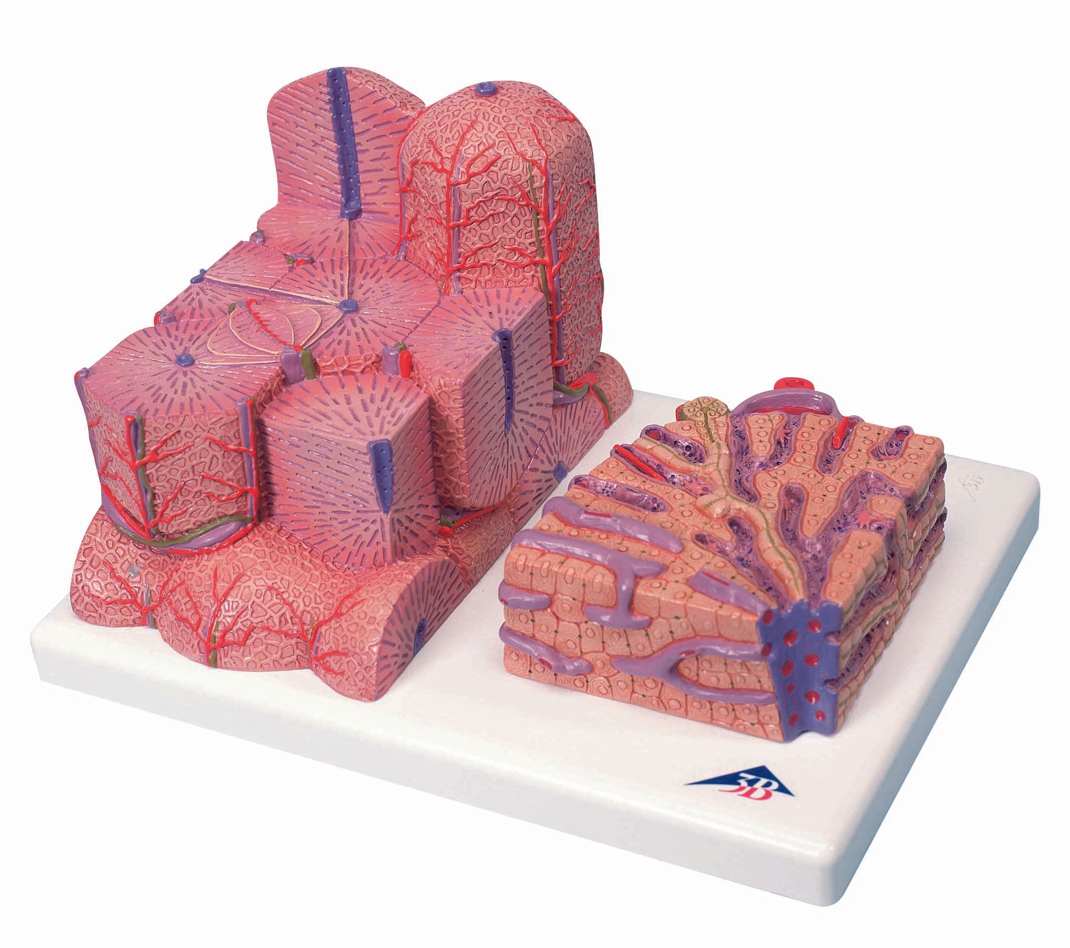 3B 3B MICROanatomyÃ¢â€žÂ¢ Liver
