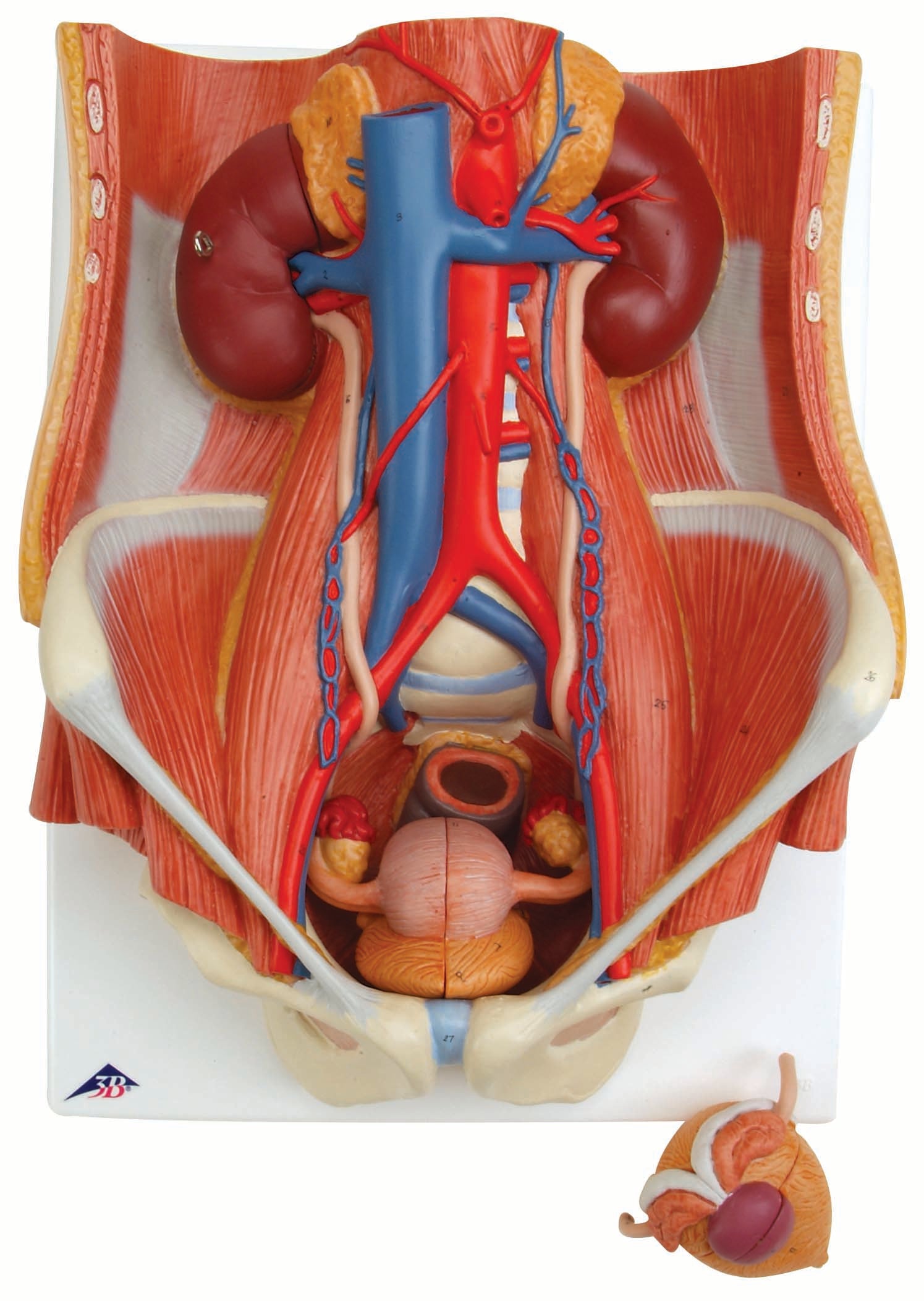 3B Dual Sex 6-part Urinary System