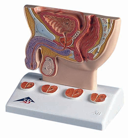 3B Prostate Model 1/2 Natural w/ Lifelike Colors