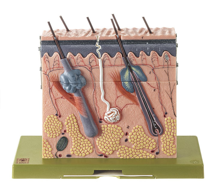 SOMSO Section of Skin