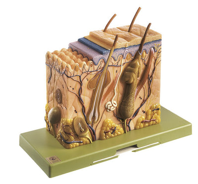 Skin and Hair Models