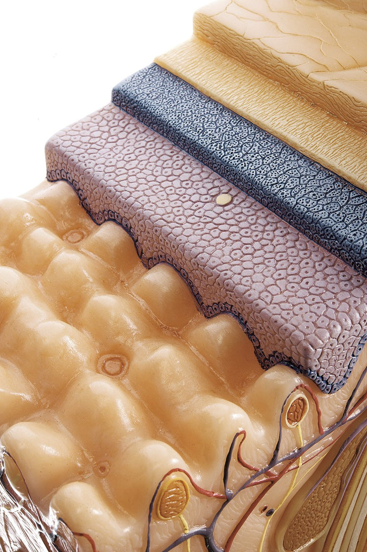 SOMSO Block Model of the Skin