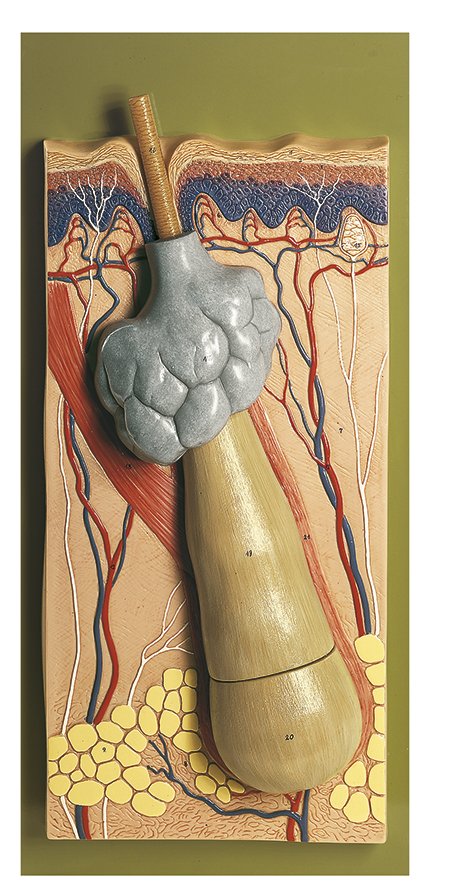 SOMSO Model of a Hair