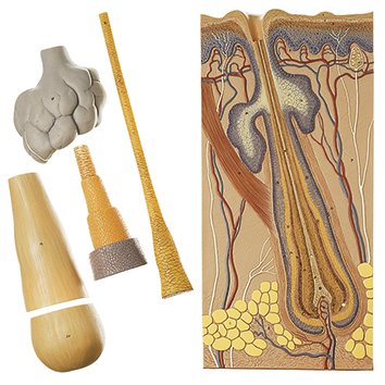 SOMSO Model of a Hair