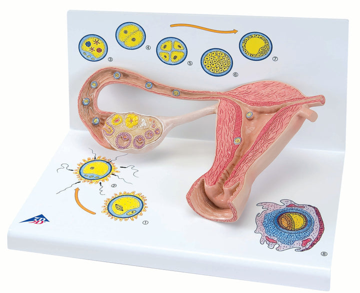 3B 2 stages of ovum development/fertilization