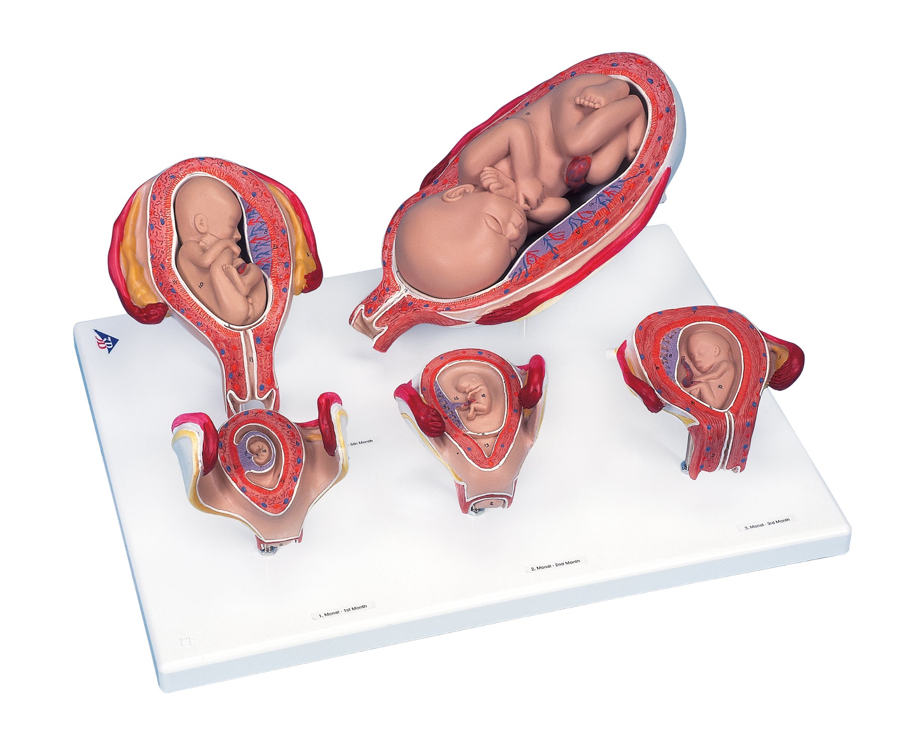 3B Standard Pregnancy Series 5 models
