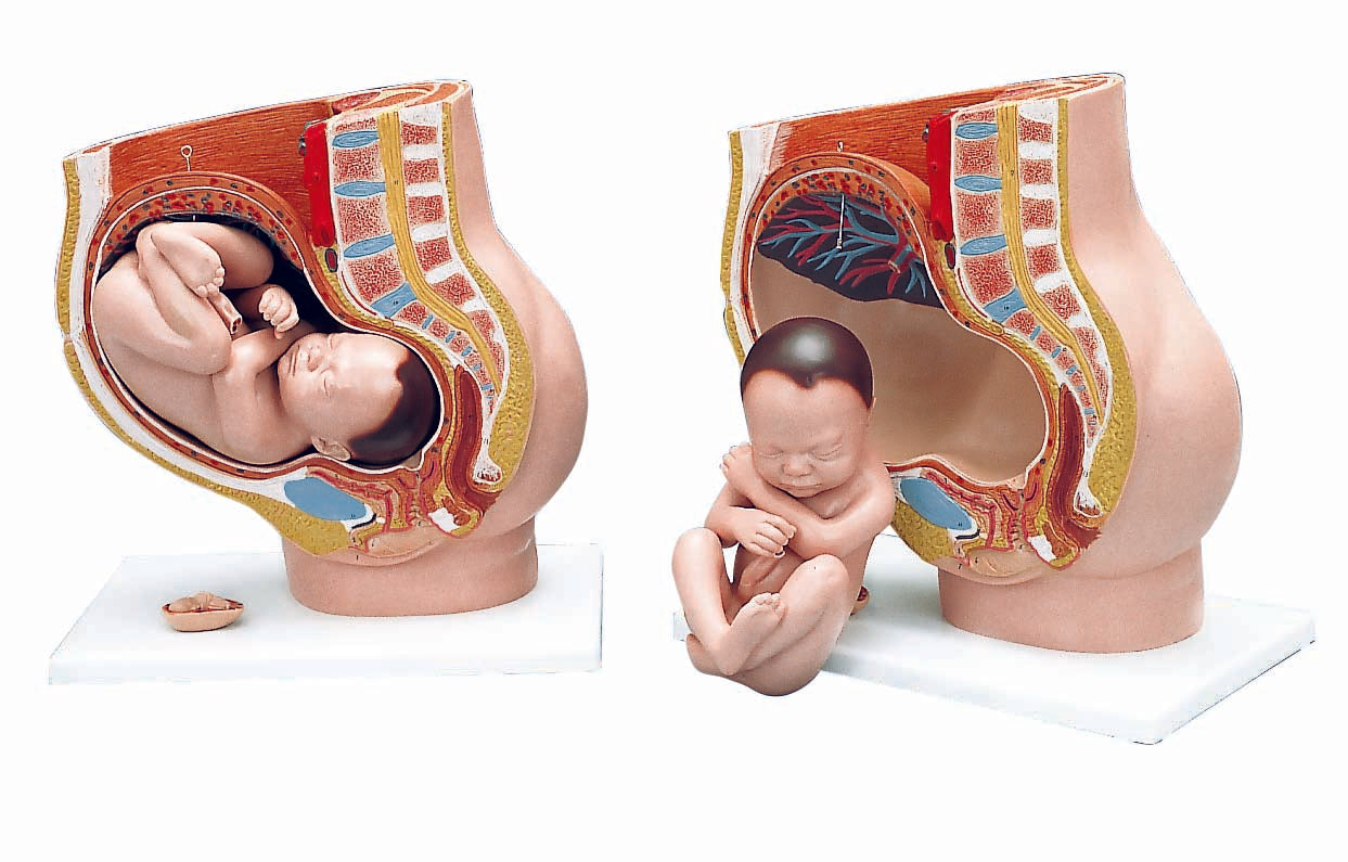 3B Pregnancy Pelvis3 part