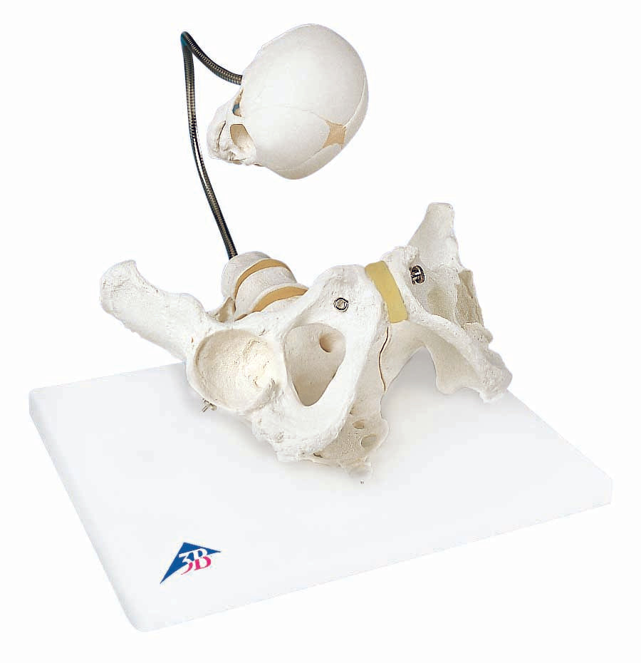 3B Childbirth Demonstration Pelvis