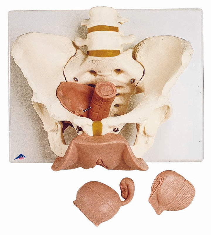 3B Female Pelvis Skeleton w/ genital organs 3-part