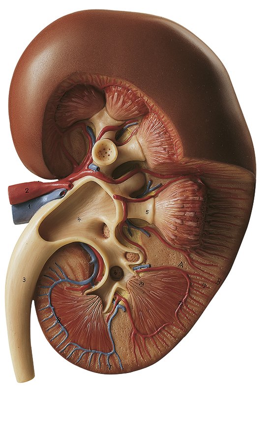 SOMSO Right Kidney