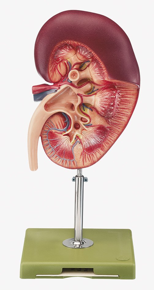 SOMSO Right Kidney