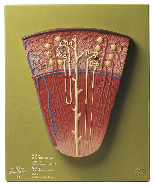 SOMSO Nephron