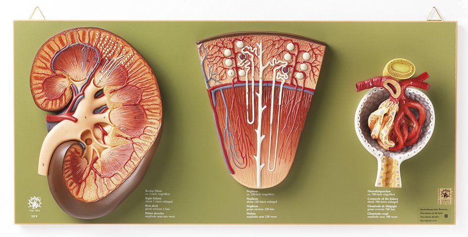 SOMSO Kidney, Nephron and Glomerulus