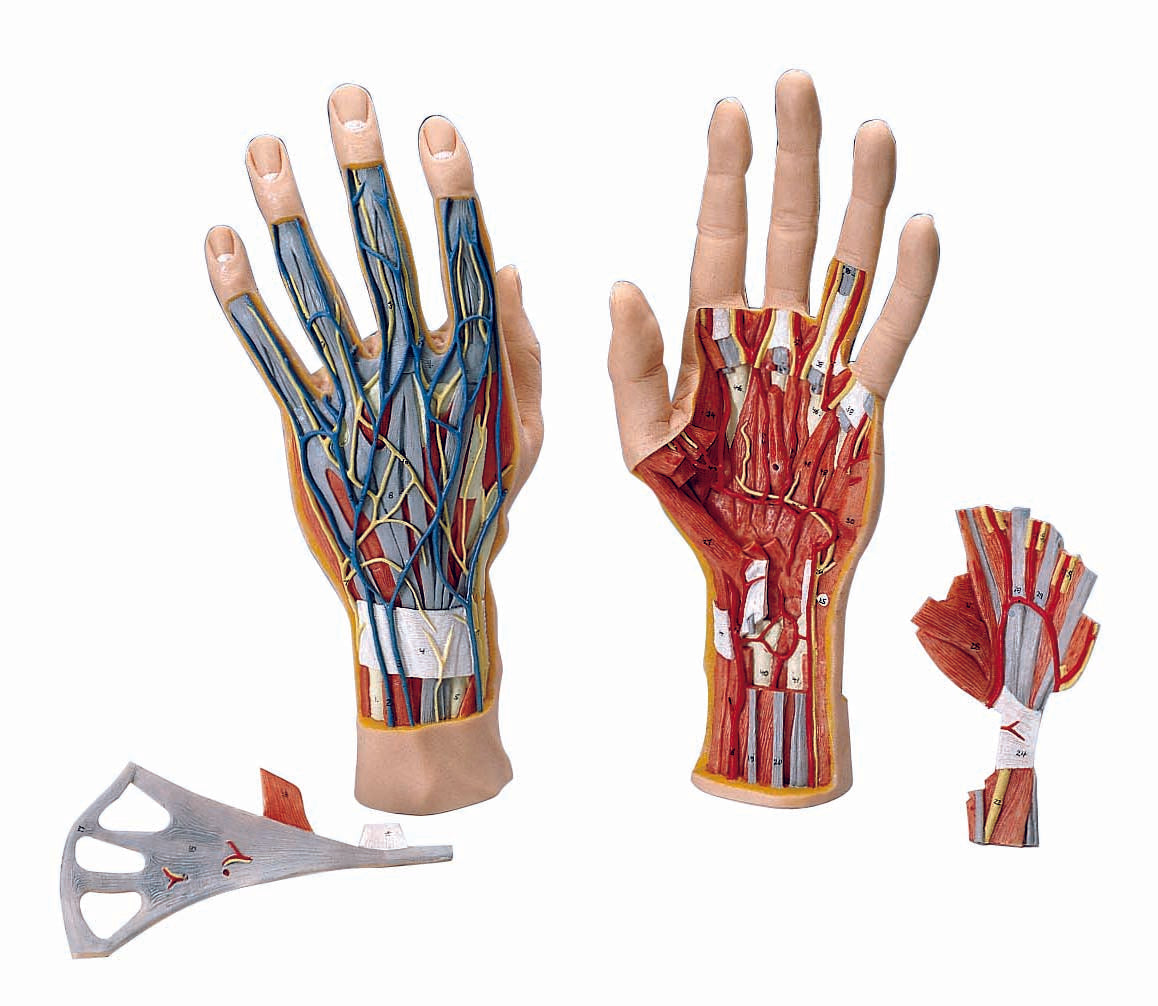3B Internal Hand Structure Model 3-part
