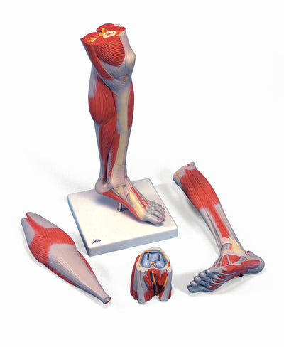 Muscle Models