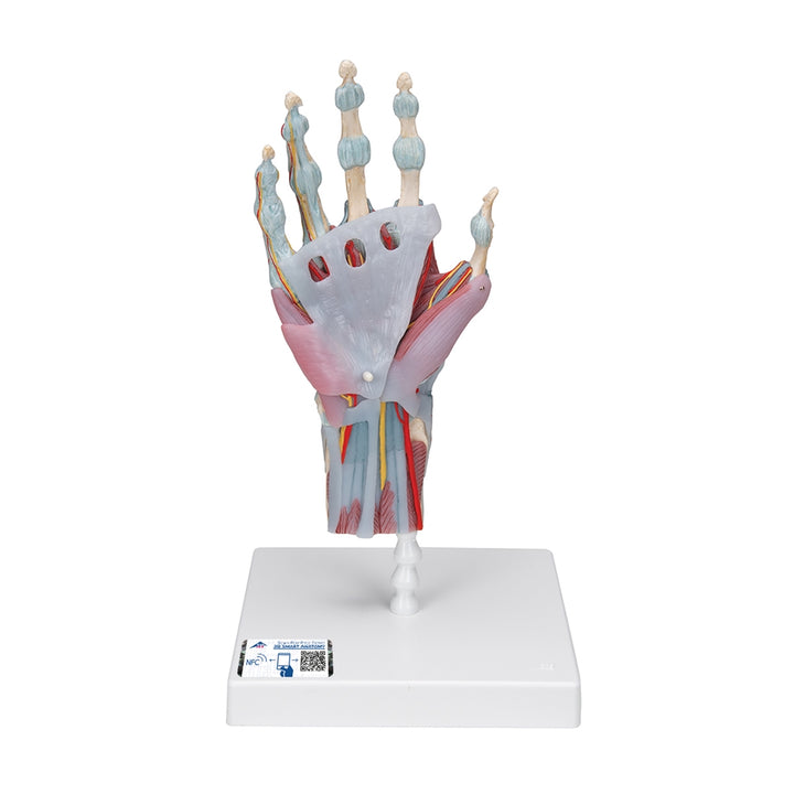 3B Hand Skeleton w/ Ligaments and Muscle