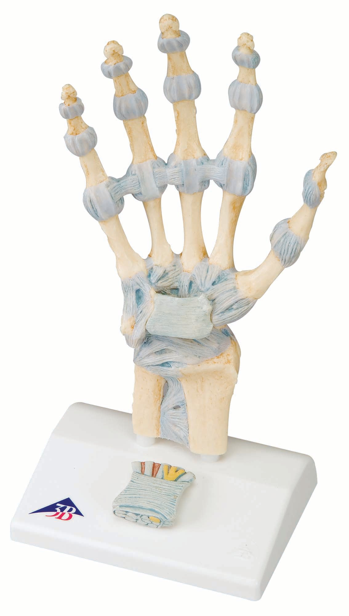 3B Hand Skeleton w/ Ligaments