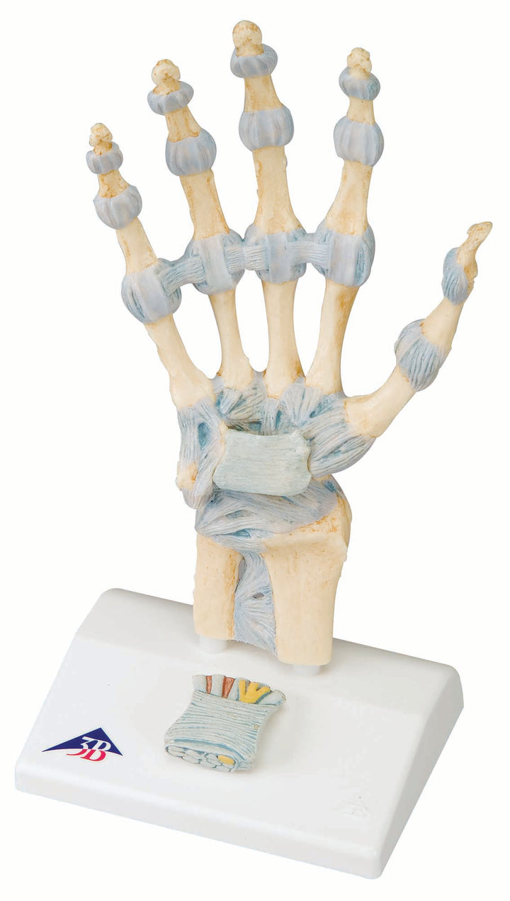 3B Hand Skeleton w/ Ligaments