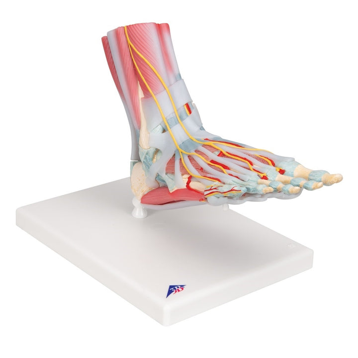3B Foot Skeleton w/ Ligaments and muscles