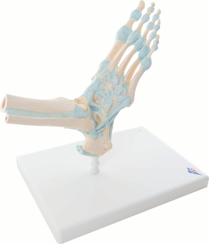 3B Foot Skeleton w/ Ligaments