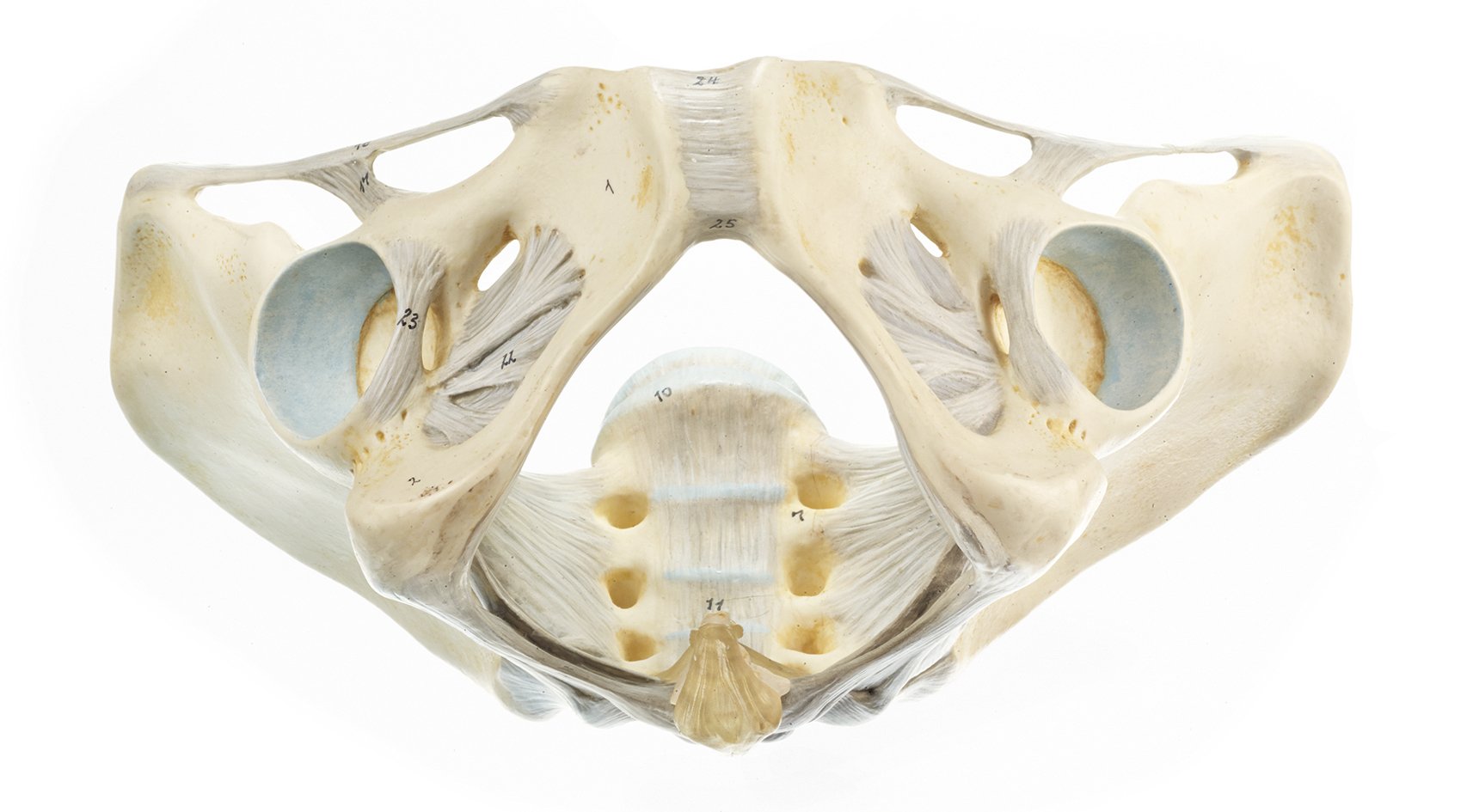 SOMSO Female Pelvis with Ligamentous Apparatus
