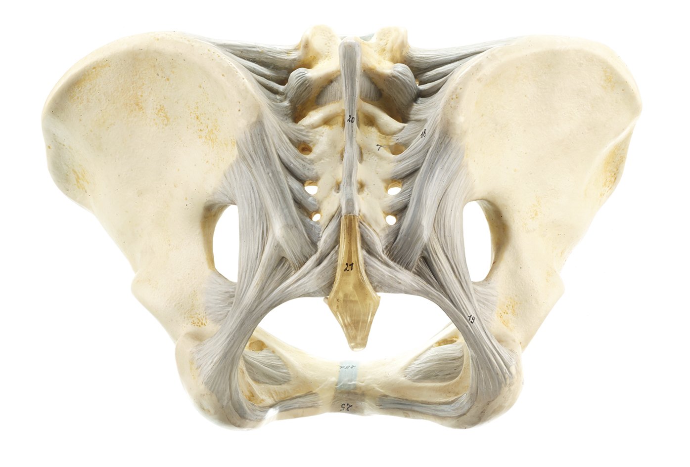 SOMSO Female Pelvis with Ligamentous Apparatus