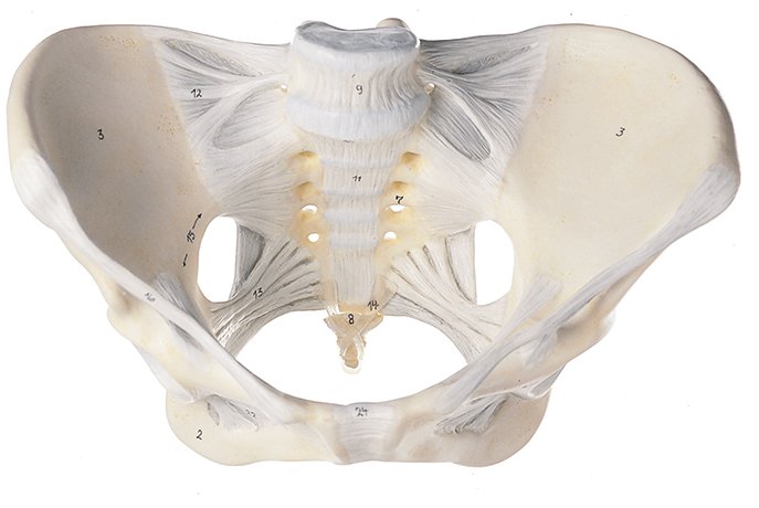 SOMSO Female Pelvis with Ligamentous Apparatus