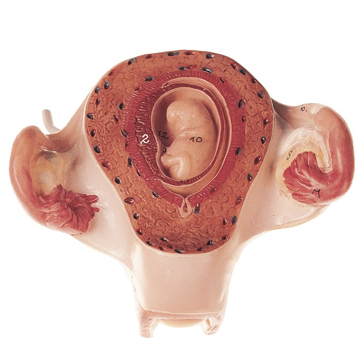 SOMSO Uterus with Embryo in Second Month