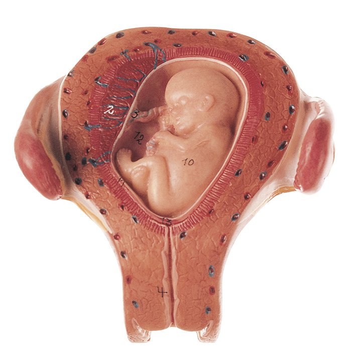 SOMSO Uterus with Embryo in Third Month