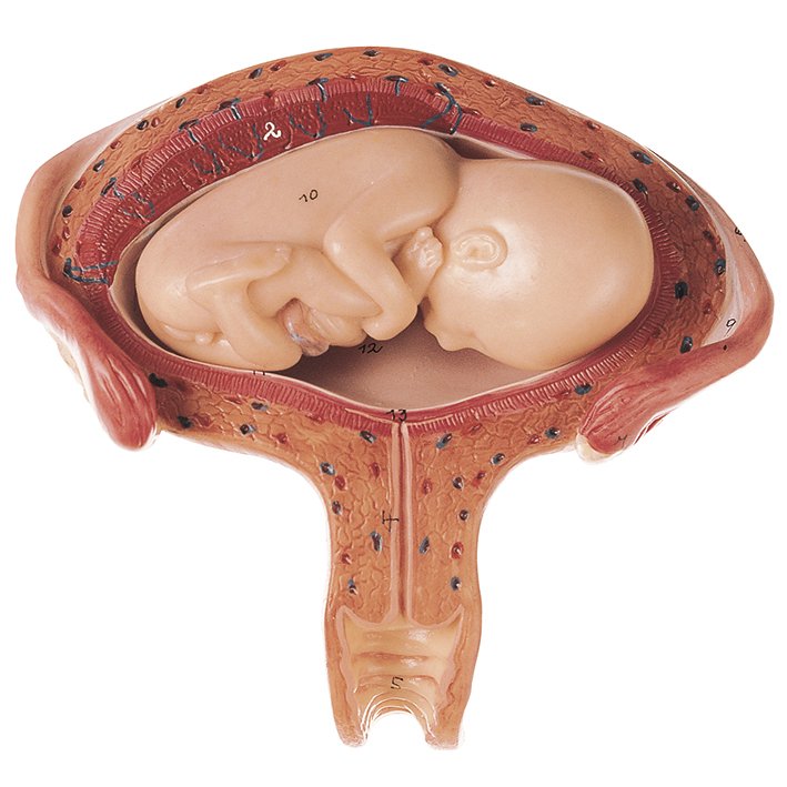 SOMSO Uterus with Fetus in Fourth to Fifth Month