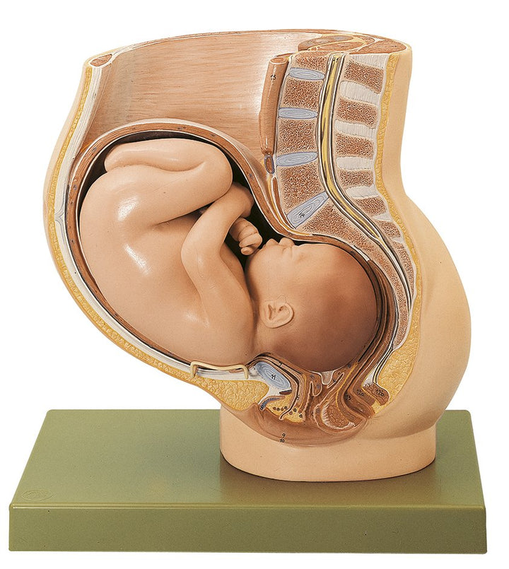 SOMSO Pelvis with Uterus in Ninth Month of Pregnancy