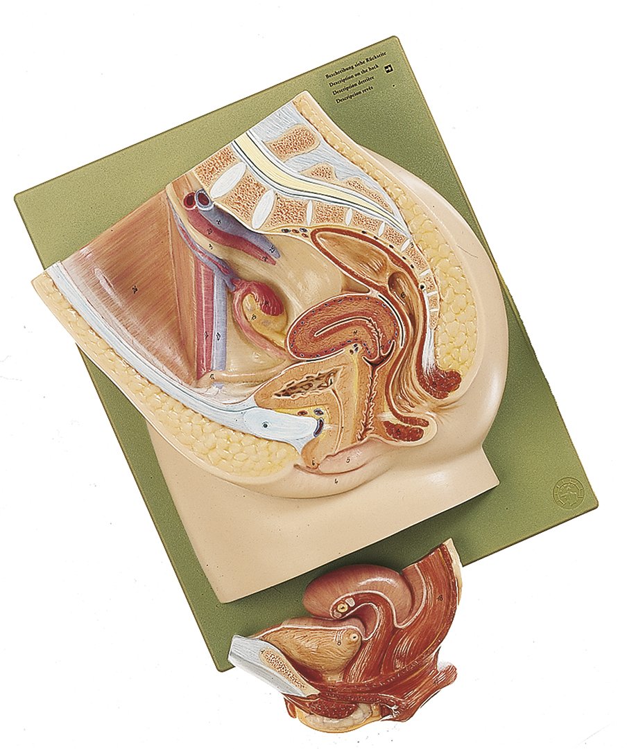 SOMSO Median Section of the Female Pelvis Anatomical Model with Removable Organs_MS 1