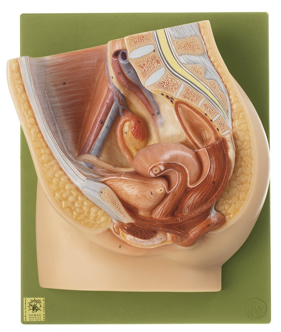 SOMSO Median Section of the Female Pelvis Anatomical Model with Removable Organs_MS 1