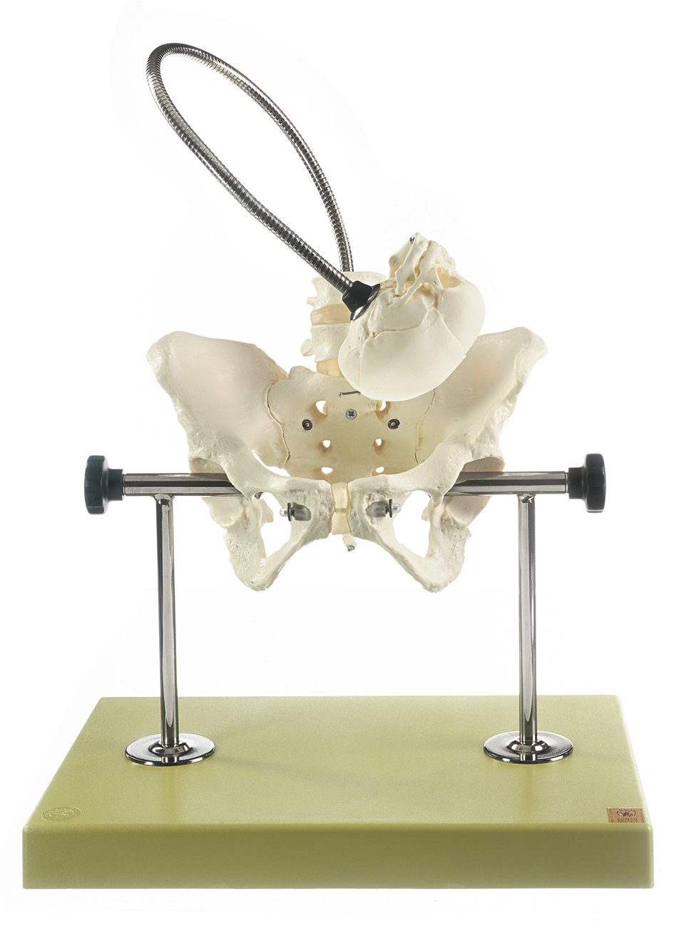 SOMSO Obstetric Phantom