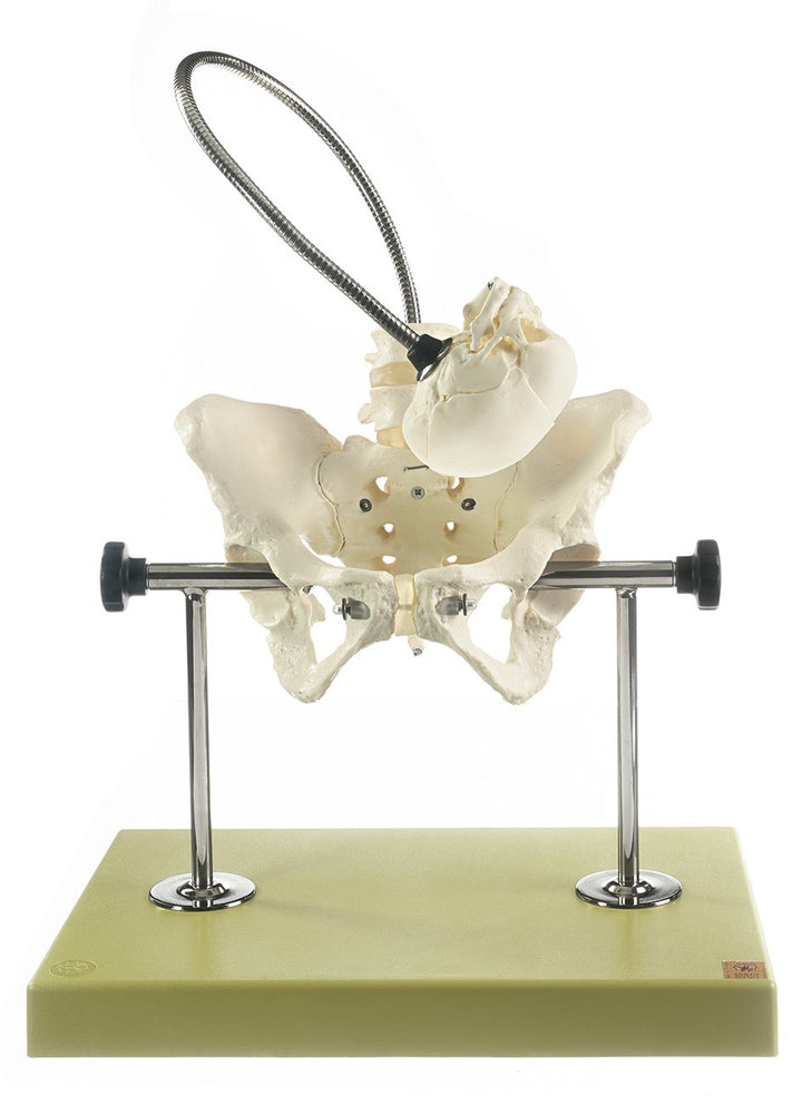 SOMSO Obstetric Phantom