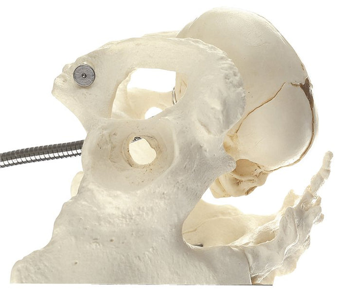 SOMSO Obstetric Phantom