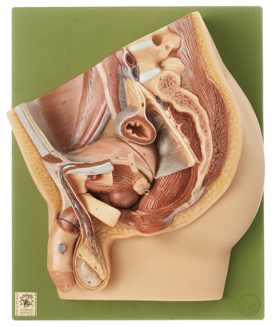 SOMSO Median Section of the Male Pelvis MS 2