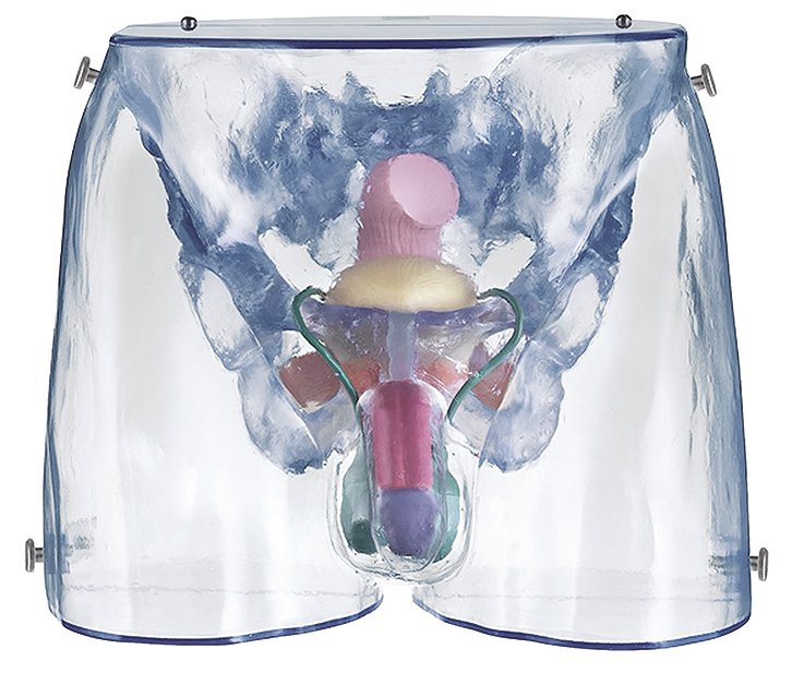 SOMSO Model of the Male Sexual Organs