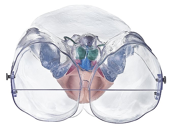 SOMSO Model of the Male Sexual Organs