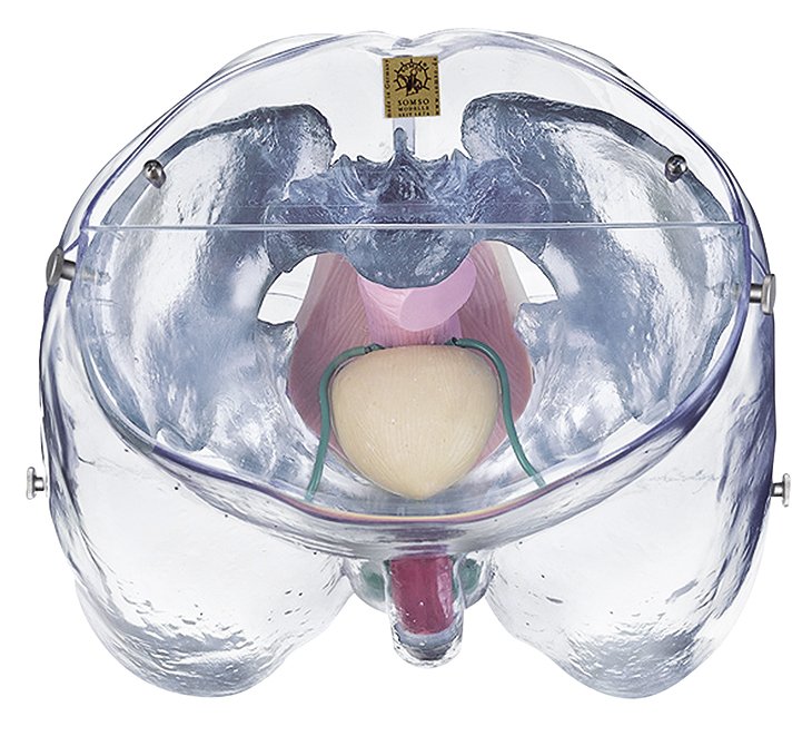 SOMSO Model of the Male Sexual Organs