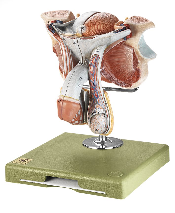 SOMSO Male Genital Organs Anatomical Model with Median Section-MS 3